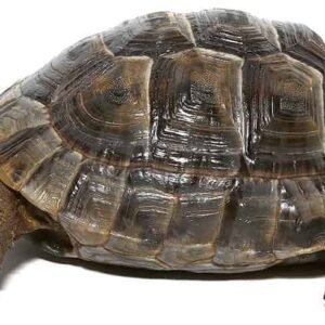 large lebanese greek tortoise for sale