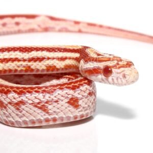 baby okeetee tessera amel cornsnake for sale