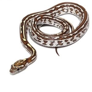 baby okeetee tessera caramel cornsnake for sale
