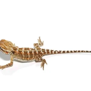 rankin’s dragon for sale