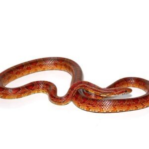 red ratsnake for sale
