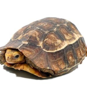 serrated hingeback tortoise for sale