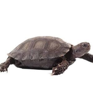 yearling burmese brown mountain tortoise for sale