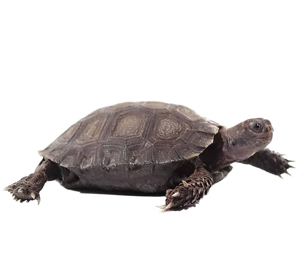 yearling burmese brown mountain tortoise for sale yearling burmese brown mountain tortoise for sale