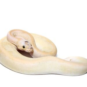 yearling super pastel champagne ball python for sale