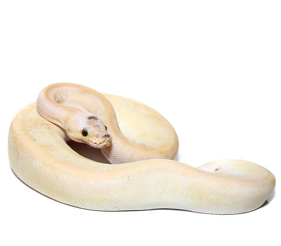 yearling super pastel champagne ball python for sale yearling super pastel champagne ball python for sale