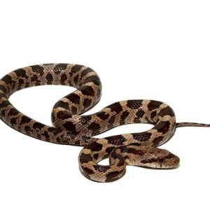 c.b. yearling gray ratsnake for sale
