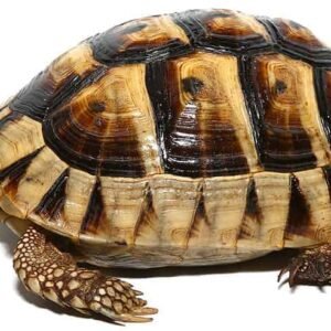yearling tunisian greek tortoise for sale
