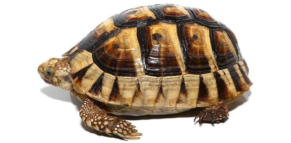 yearling tunisian greek tortoise for sale yearling tunisian greek tortoise for sale