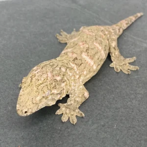 high pink nu ana leachianus gecko for sale