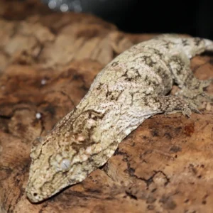 gtx x nu ami leachianus gecko for sale