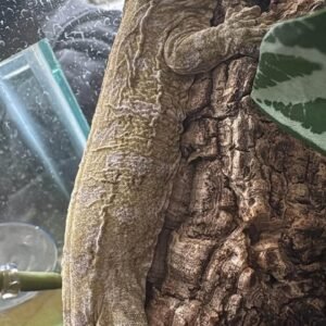 mt khogis (dark morph) leachianus gecko for sale