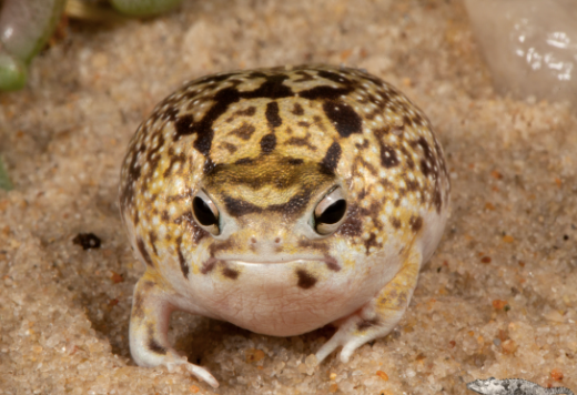 desert rain frog for sale 1