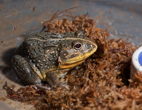 dwarf pixie frog for sale
