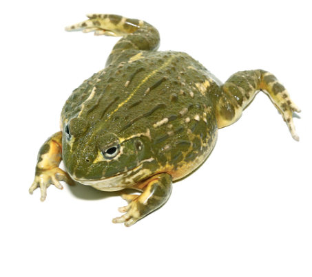 giant pixie frog for sale 1