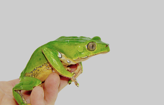 giant waxy monkey tree frog for sale