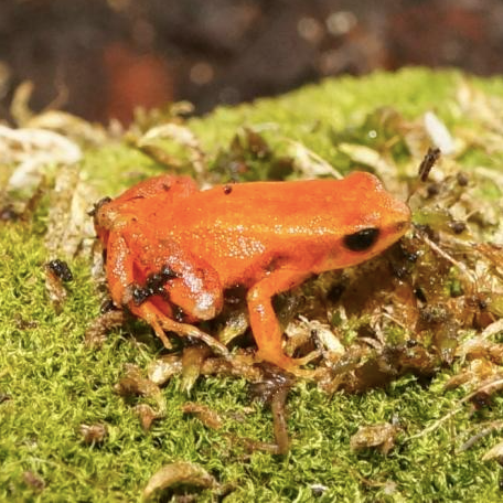 golden mantella for sale