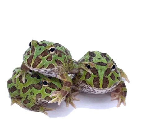 Green Pacman Frog for Sale green pacman frog for sale