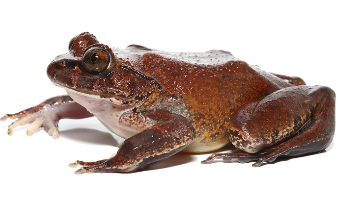 Hairy Frog For Sale hairy frog e1756307020363