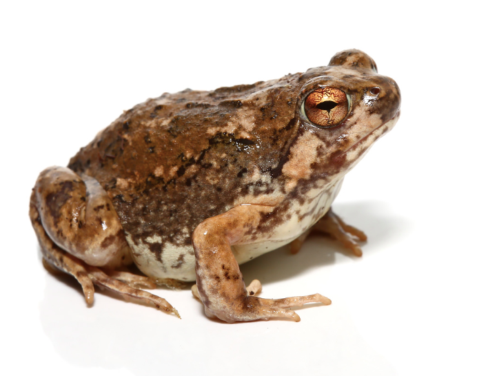 Madagascar Brown Rain Frog For Sale madagascar brown rain frog