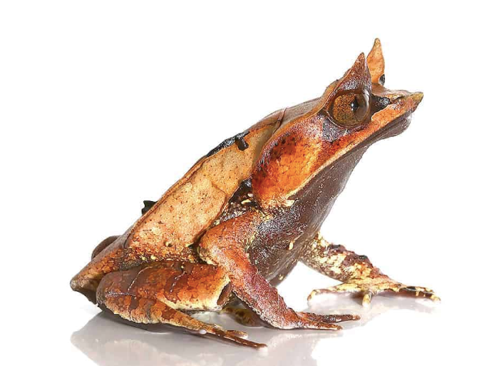 malaysian leaf frog