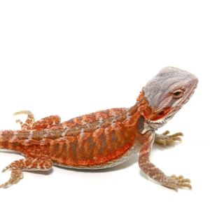 hypo flame bearded dragon for sale