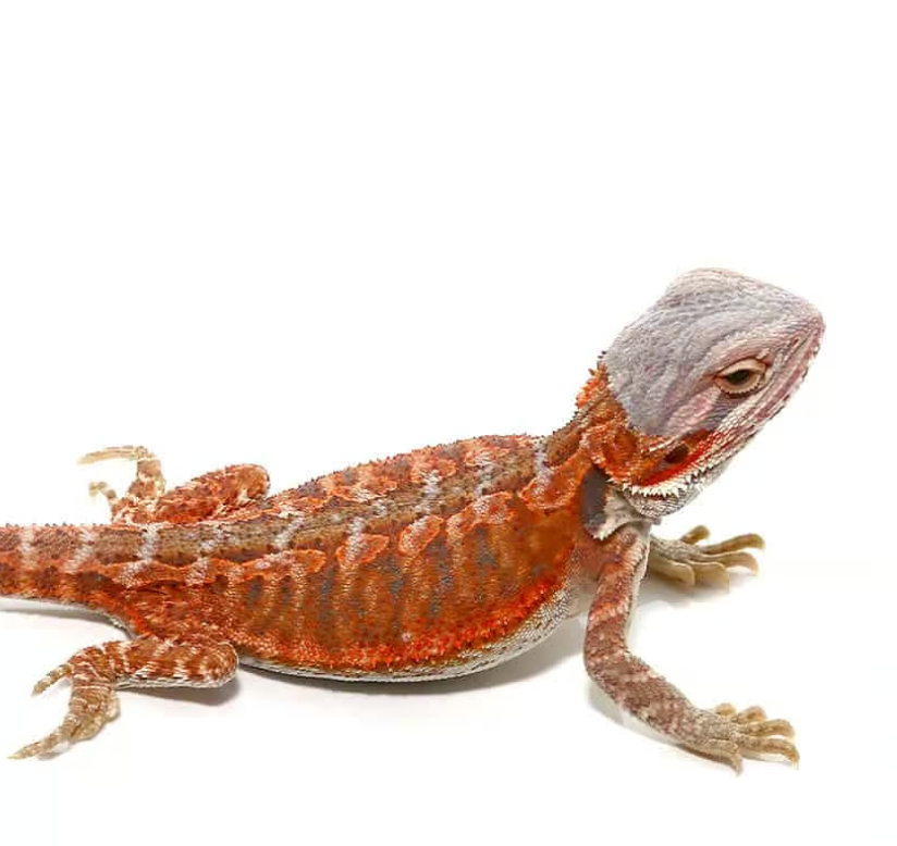 hypo flame bearded dragon for sale hypo flame bearded dragon for sale