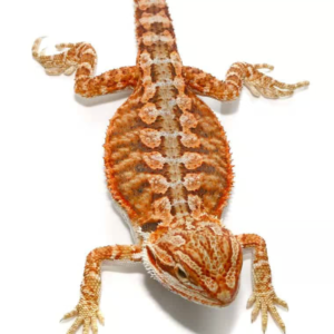 lava flame bearded dragon for sale