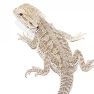 eastern bearded dragon hybrid for sale