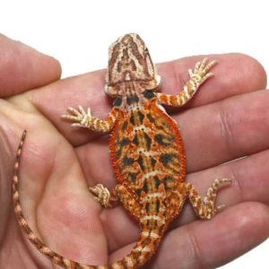 twin flame bearded dragon for sale