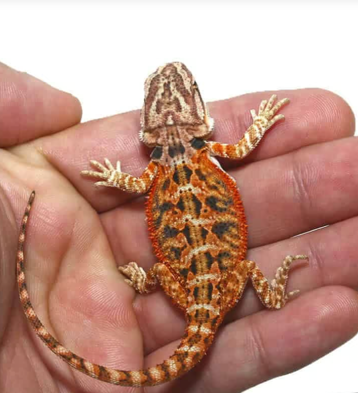 twin flame bearded dragon for sale twin flame bearded dragon for sale