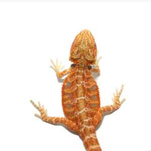 flaming hot blue bar bearded dragon for sale