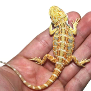 lemon drop blue bar bearded dragon for sale