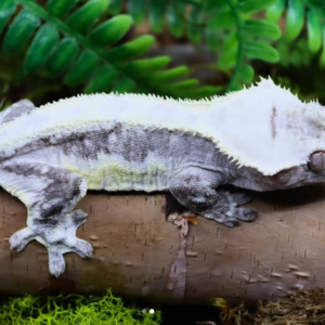 axanthic lilly white crested gecko for sale