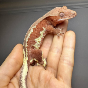red lilly white crested gecko for sale