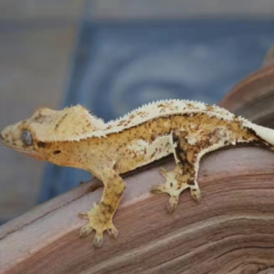 quad stripe crested gecko for sale