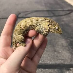 neon snow x gtx leachianus gecko for sale
