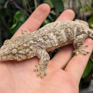 nu ana x nu ami leachianus gecko for sale