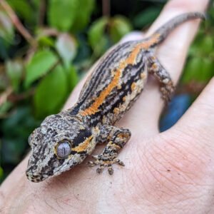 oreo striped gargoyle gecko for sale