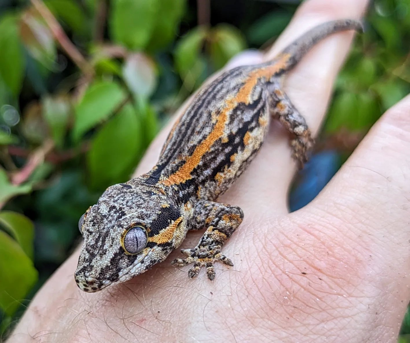 oreo striped gargoyle gecko for sale oreo striped gargoyle gecko for sale