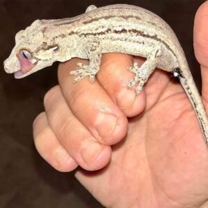 oreo striped gargoyle gecko for sale