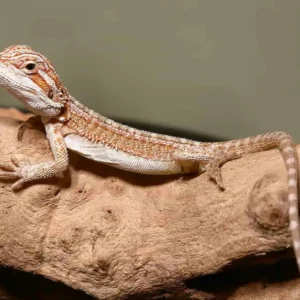 ginger striped bearded dragon for sale