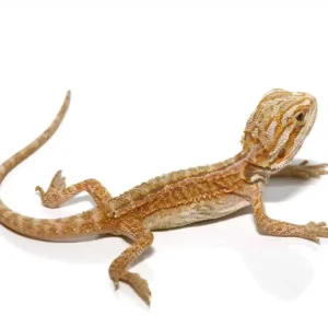hypo inferno striped bearded dragon for sale