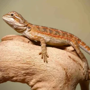 toasted chestnut bearded dragon for sale