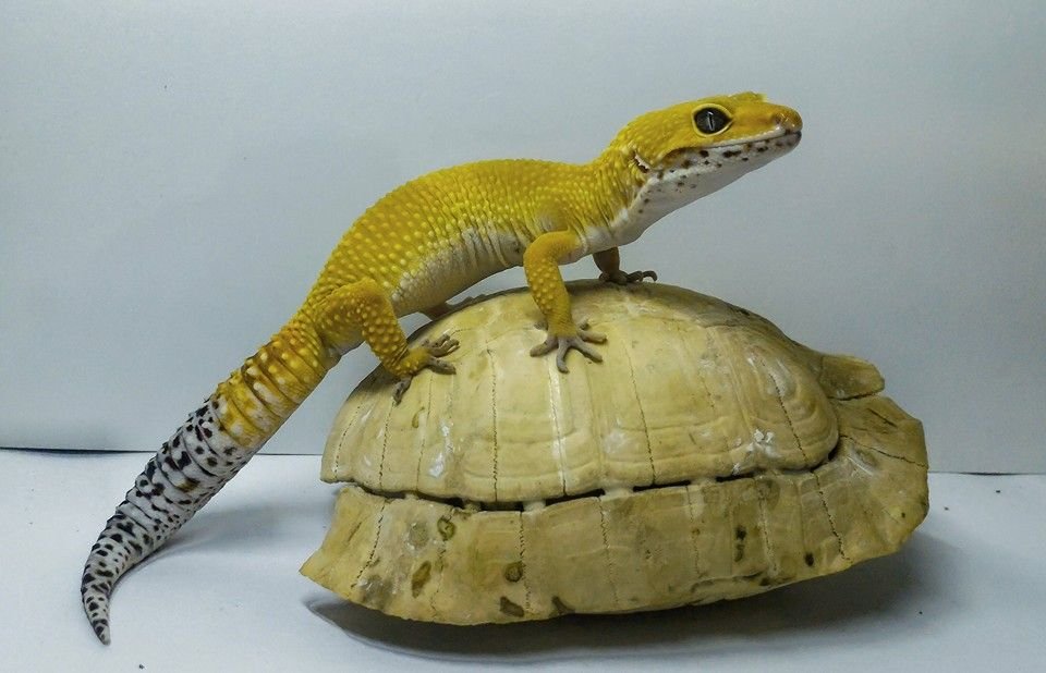 AST Reptile LLC privacy policy