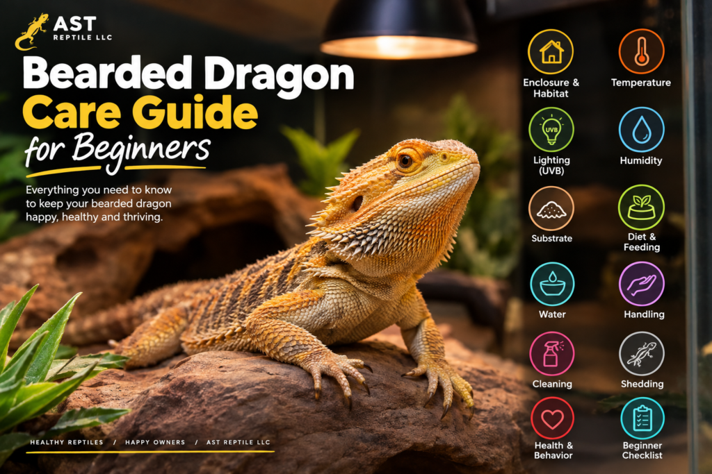 ast reptile bearded dragon guide